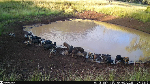 Picture of HIKMICRO M15 10MP 1080P WITH IR 940nm 4G TRAIL CAMERA + 32GB CLASS 10 SD CARD