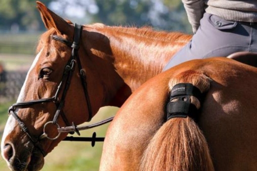 Picture of GARMIN BLAZE EQUINE WELLNESS SYSTEM