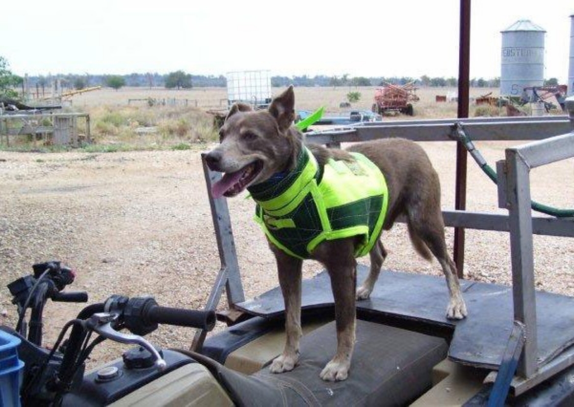 Picture of BREASTPL FULL BODY COLLAR, SMALL 30-38kg, DUNCANS